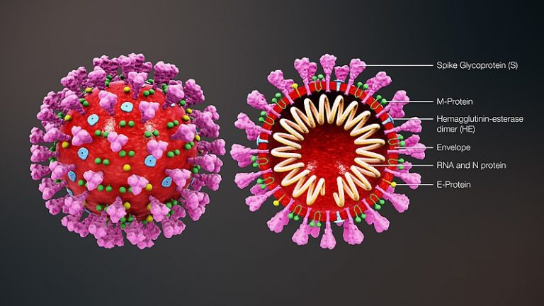 800px 3d Medical Animation Coronavirus Structure 1.jpg